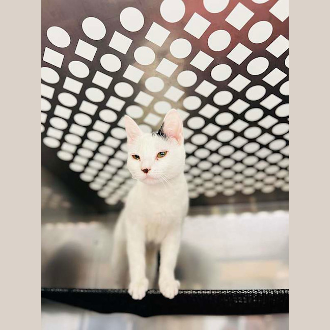 Photo of Lemon