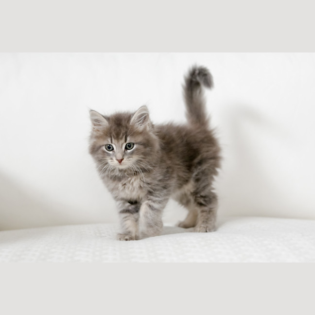Photo of Truffle