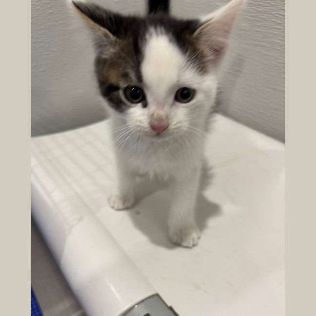 Photo of Little 4