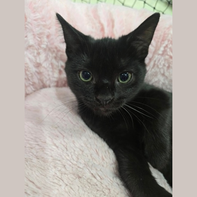 Photo of Mippy