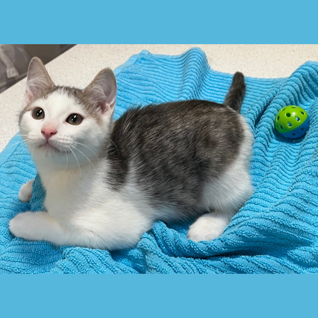 Photo of Oleander (Ollie)