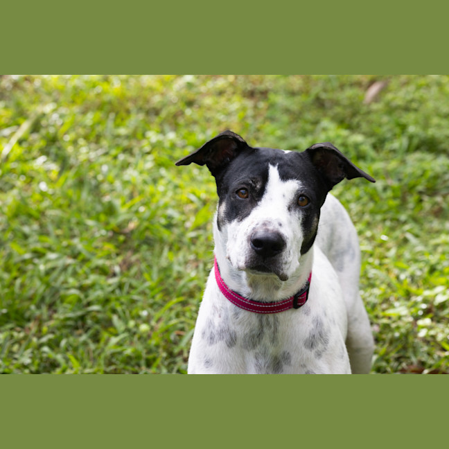 Photo of Patches