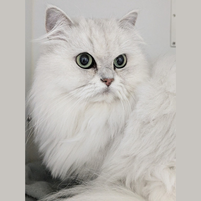 Photo of 🌞Cleocatra 5364 🌞