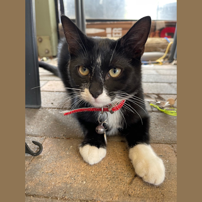 Photo of Foxy Socks Buu