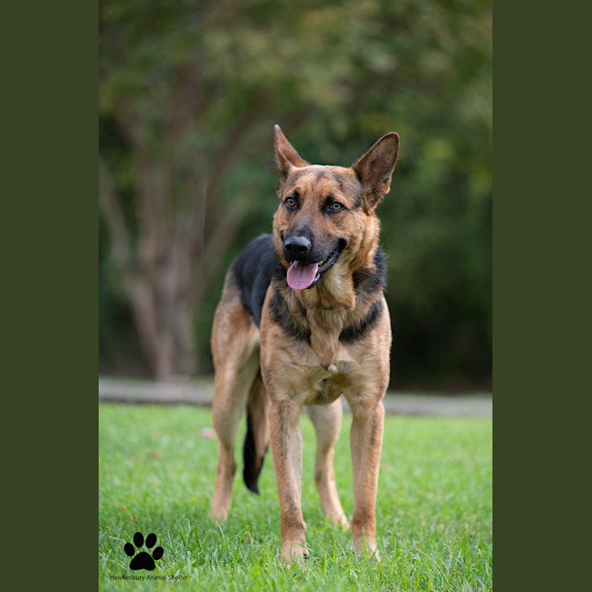Photo of Bandit