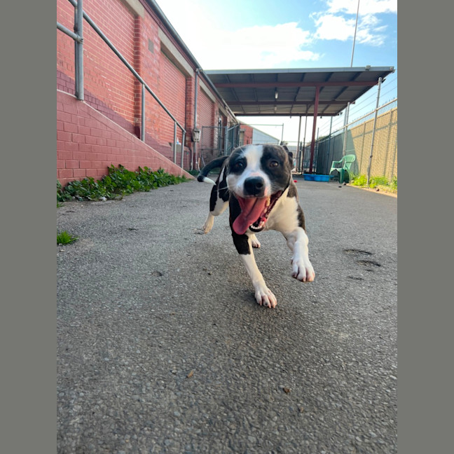 Photo of Stella