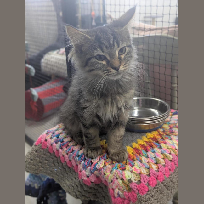 Photo of 🧶 Sebastian 6895 🧶