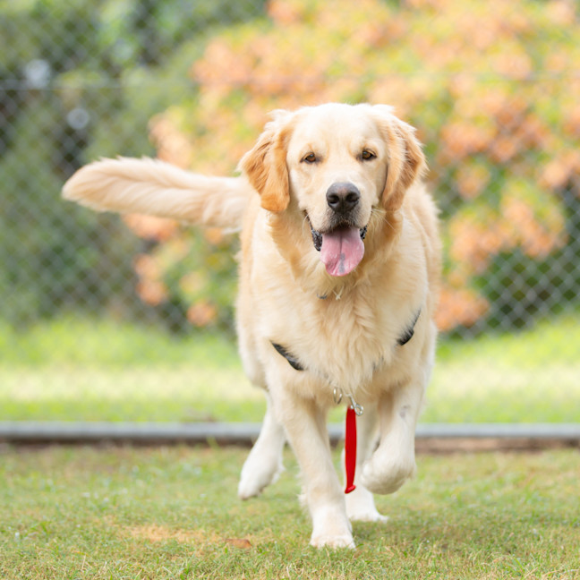 Photo of Ginger