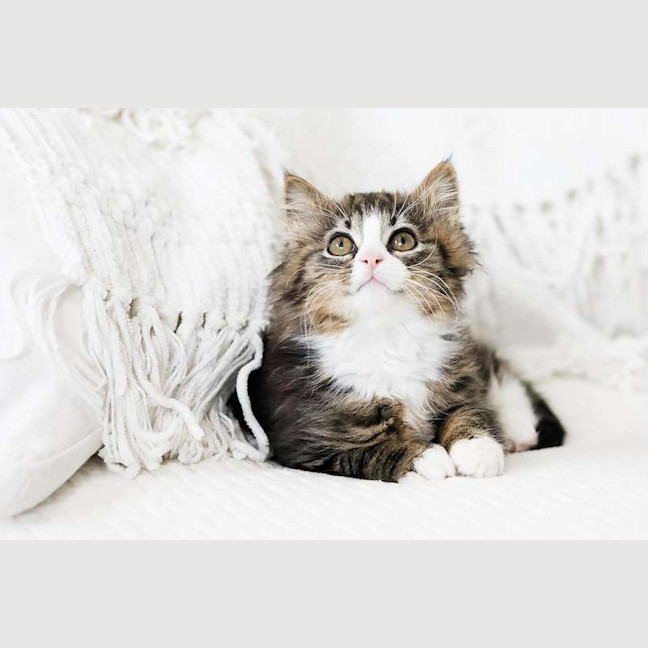 Photo of Taco