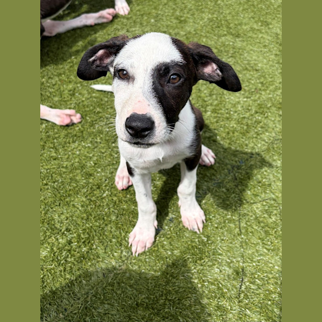 Photo of D1277 Penny