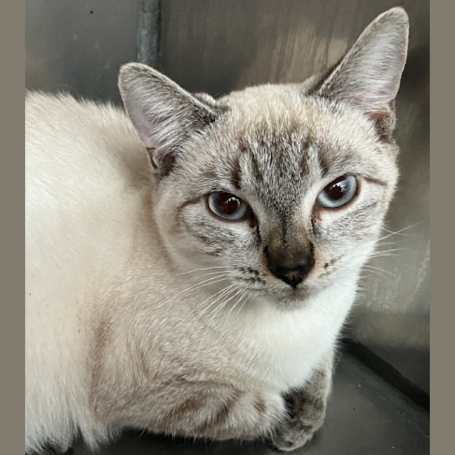Photo of Willow