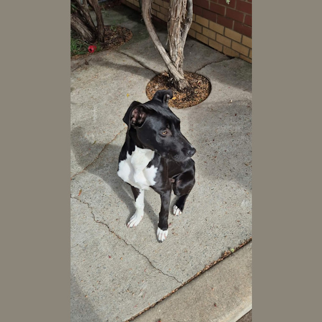 Photo of Freddy! 🐾