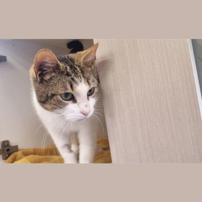 Photo of Pearl