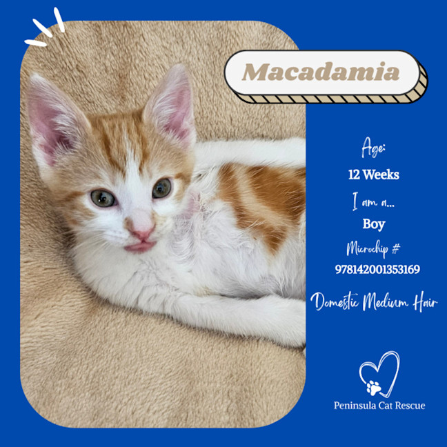 Photo of Macadamia