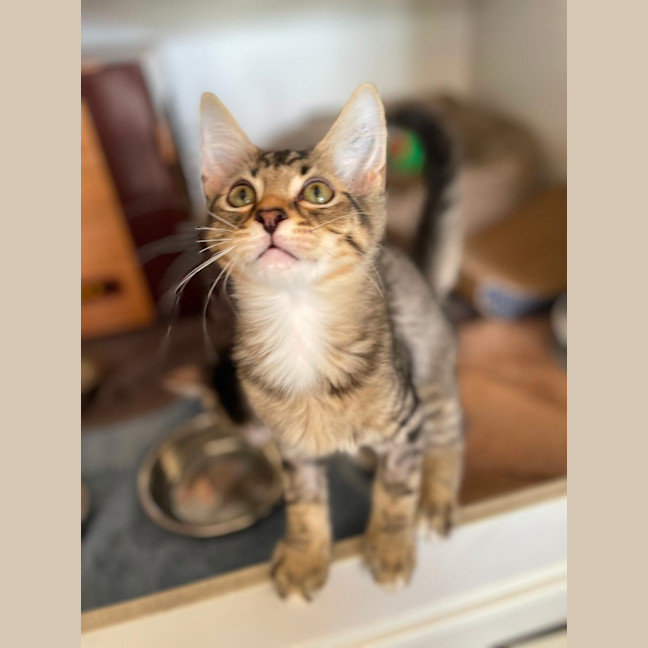 Photo of Stegosaurus