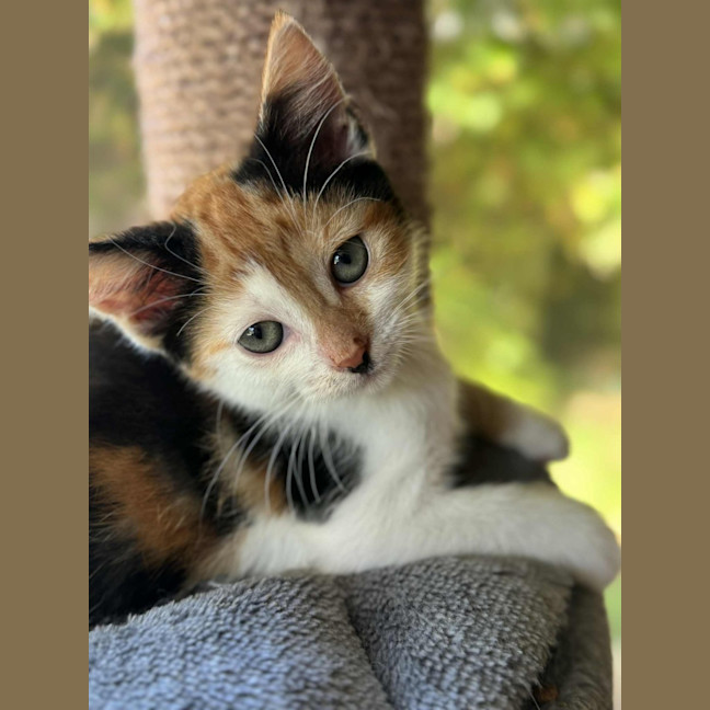 Photo of Matilda   In Foster Care In Cranbourne