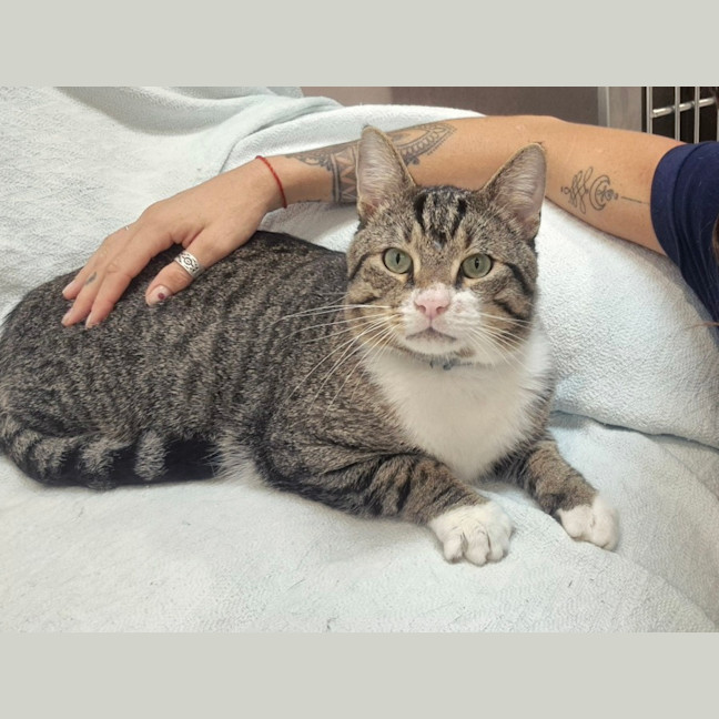 Photo of Wolf (8876)