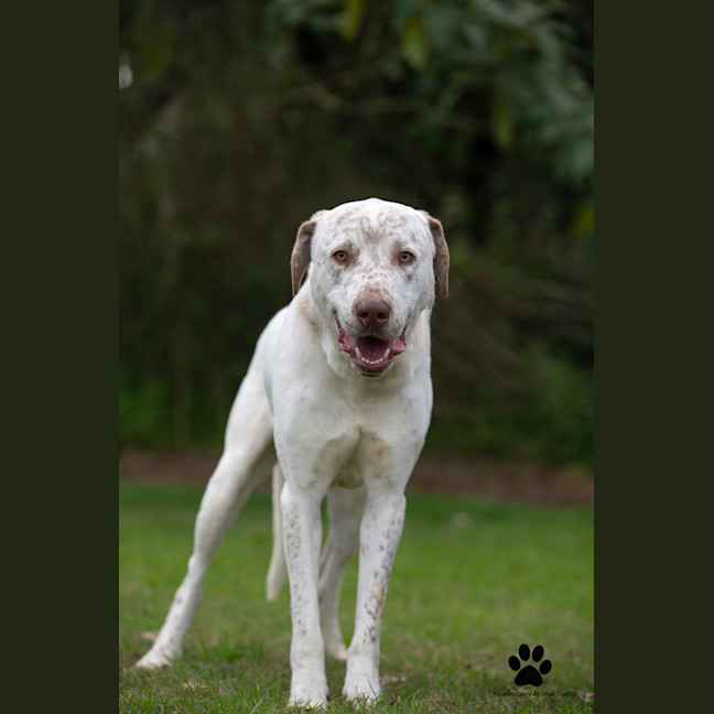 Photo of Bandit