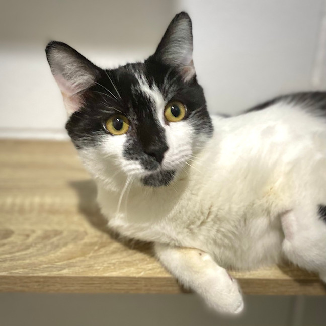 Photo of Buddy