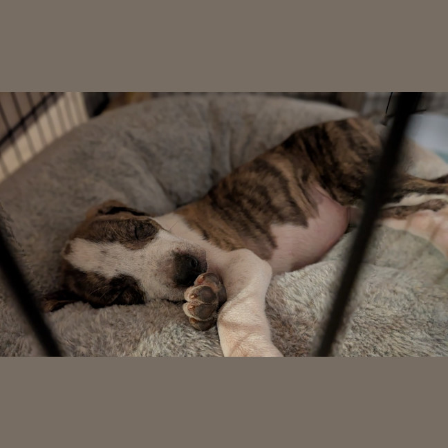 Photo of Rip