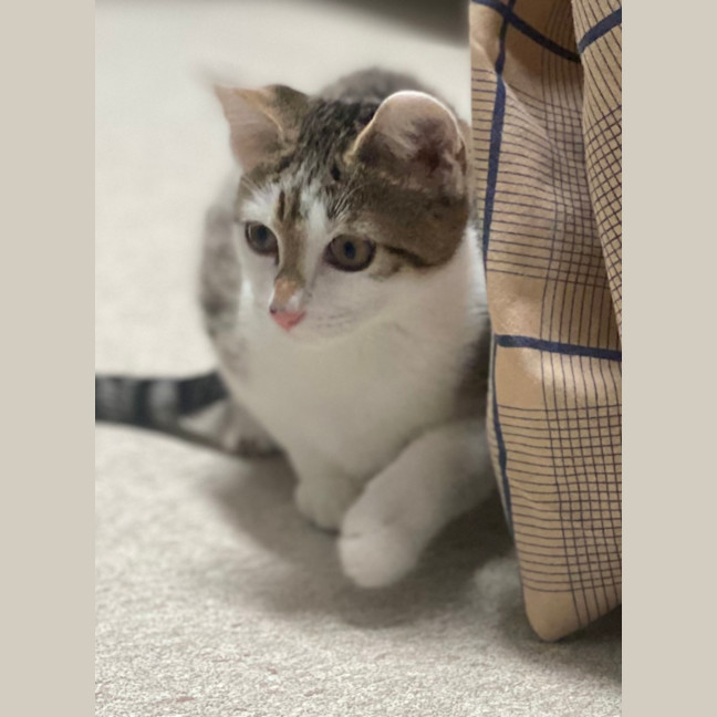 Photo of Amun (8931)