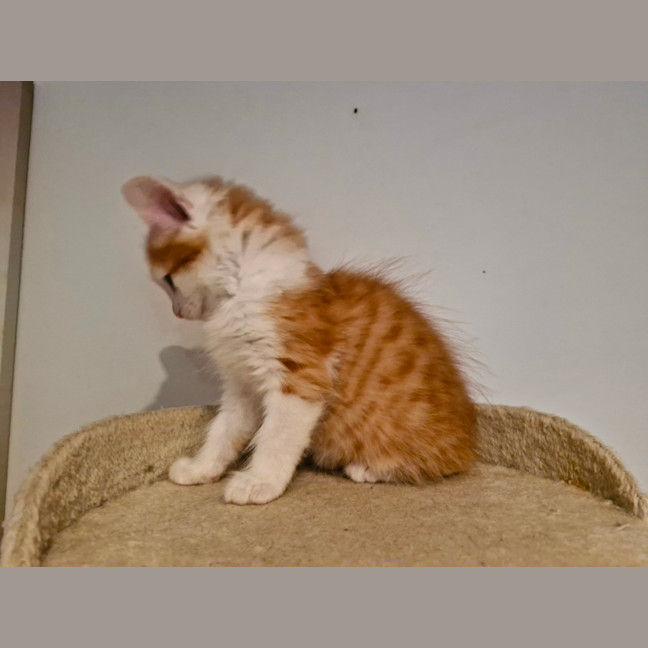Photo of Ginger Meggs 