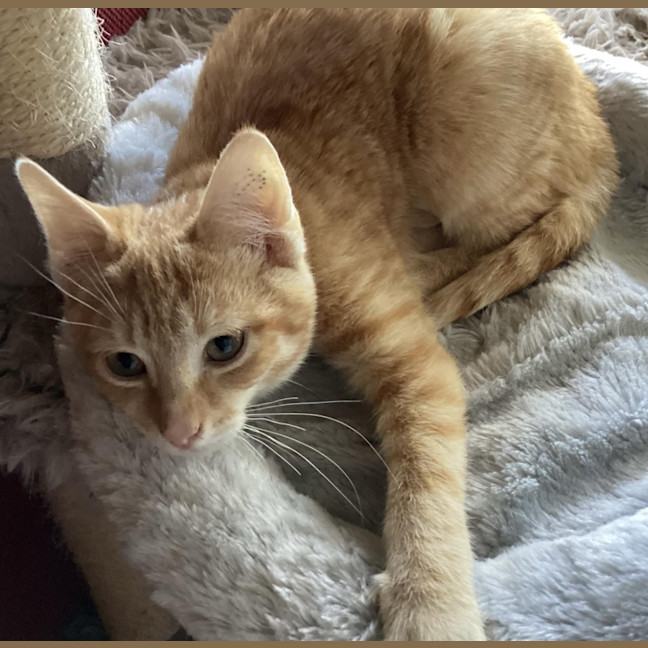 Photo of Fred Flintstone