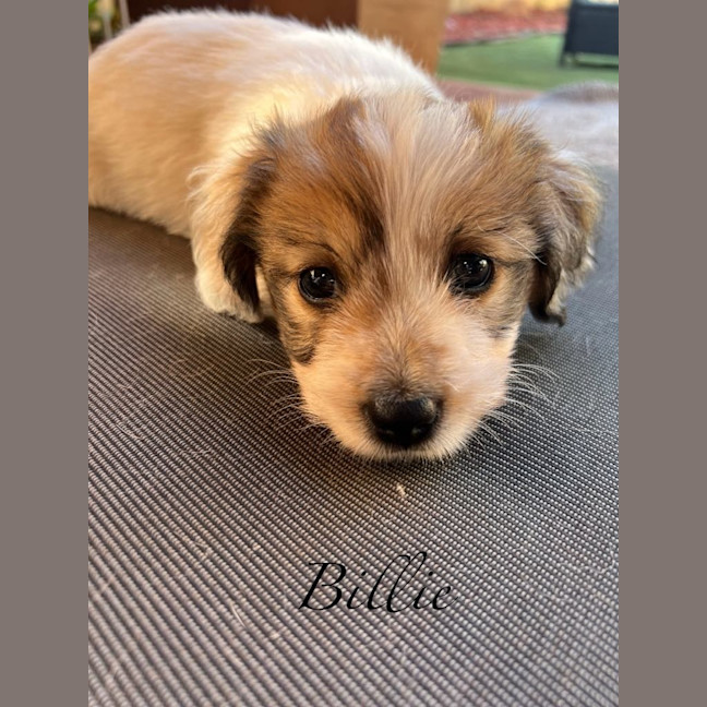 Photo of Billie