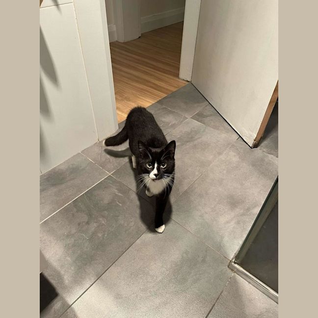 Photo of Sylvester