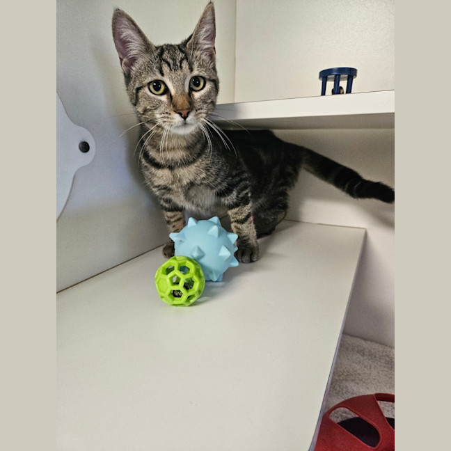 Photo of Cleo Cat Ra