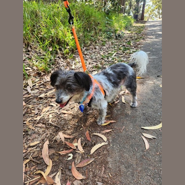 Photo of Charlie   9 Year Old Silky Terrier X
