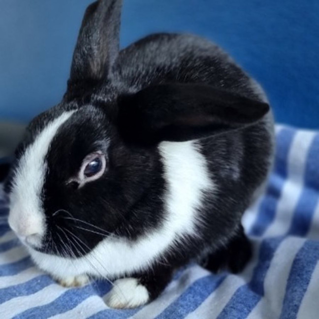 Photo of Dukie And Daisy