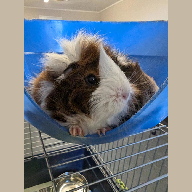 Photo of Banana