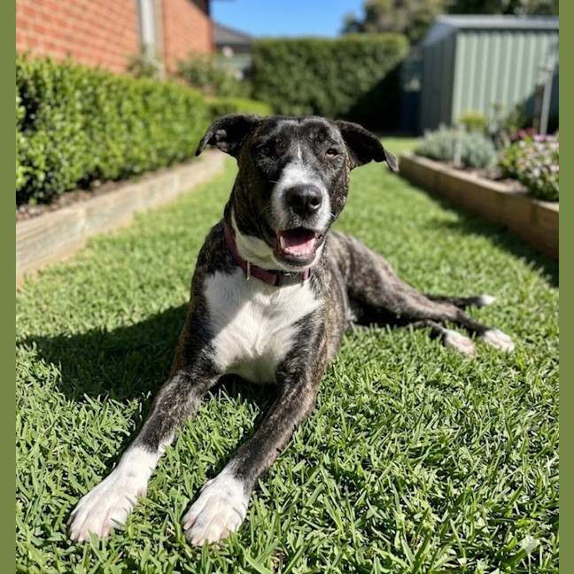 Photo of Zelda