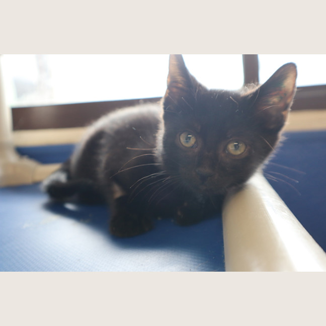 Photo of Zorro