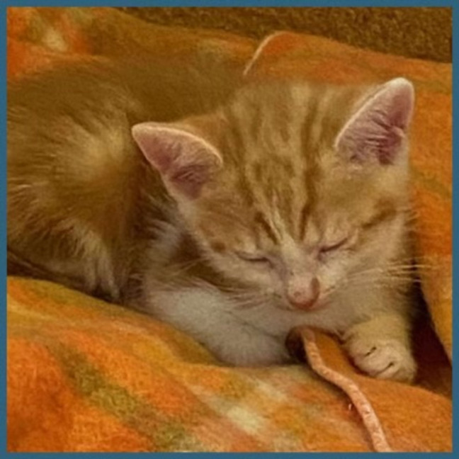 Photo of Bronx