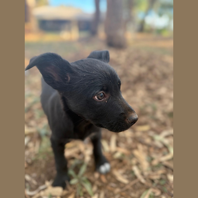 Photo of Digger