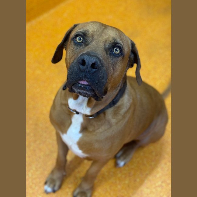 Photo of Dozer