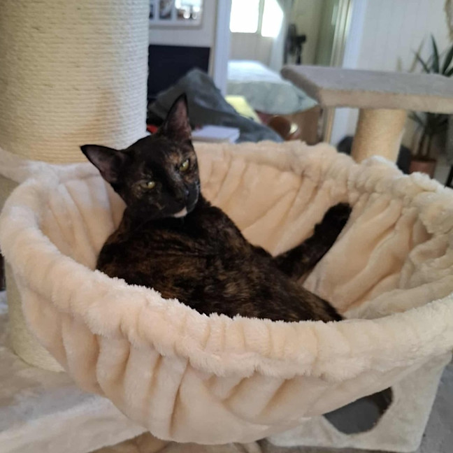 Photo of Fudge