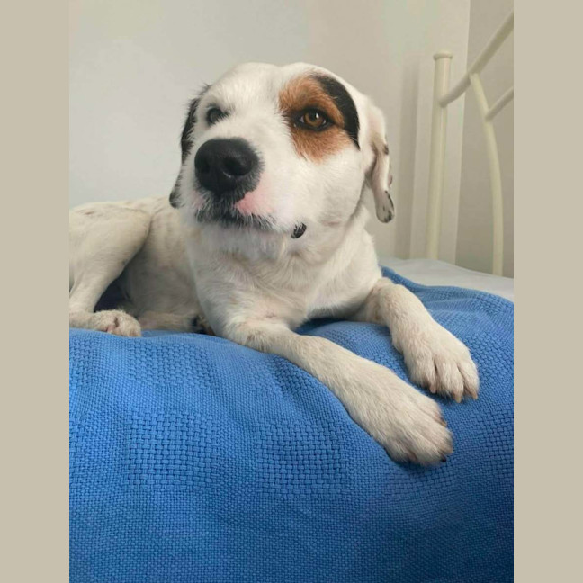 Photo of Kimba 