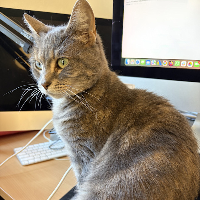 Photo of Kiwi 