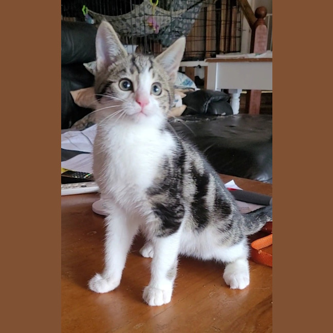 Photo of Neko