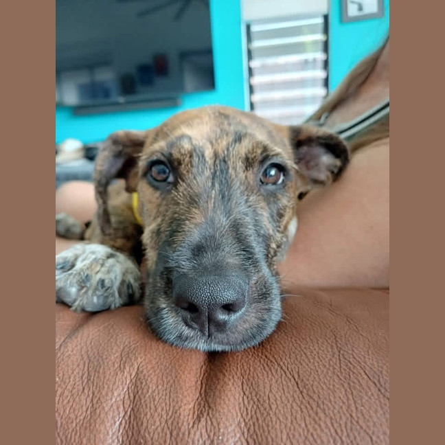 Photo of Wren