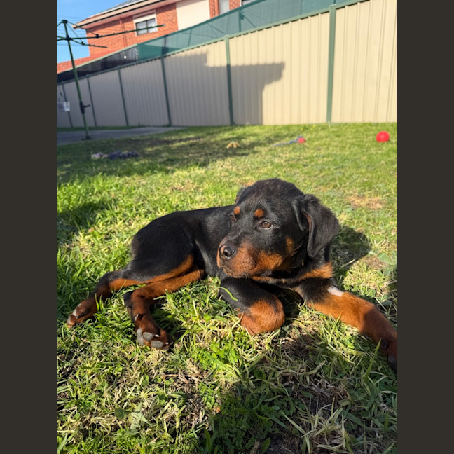 Photo of Enzo (Was Baloo)