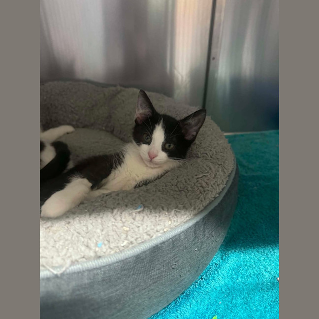 Photo of Penne   In Foster Care In Ashburton