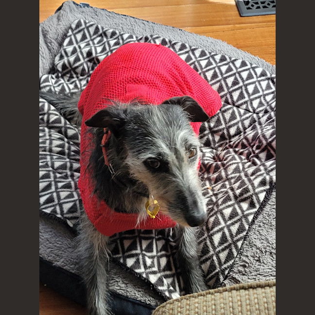 Photo of Georgie