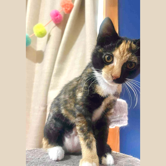 Photo of Clementine 🍊