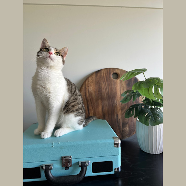 Photo of Smidge