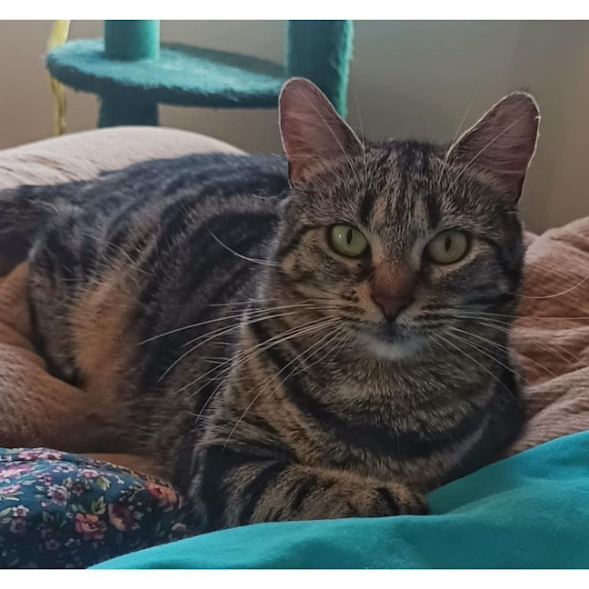 Photo of 10512   Sarabi