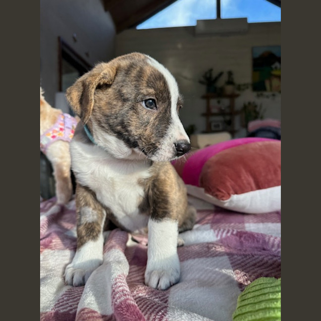 Photo of Buzzer